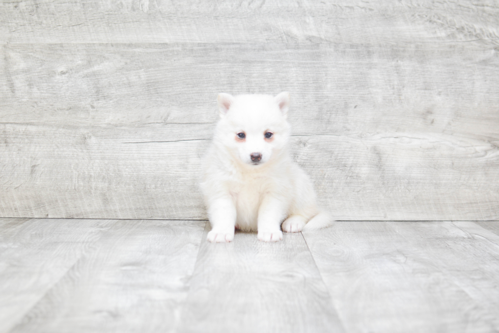 Pomsky Pup Being Cute