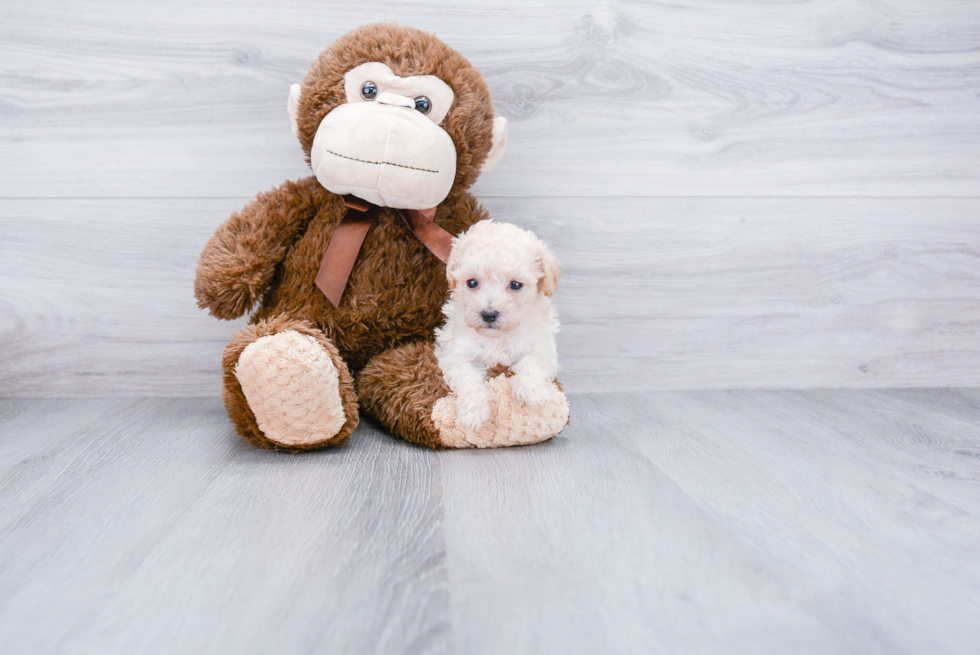 Maltipoo Puppy for Adoption