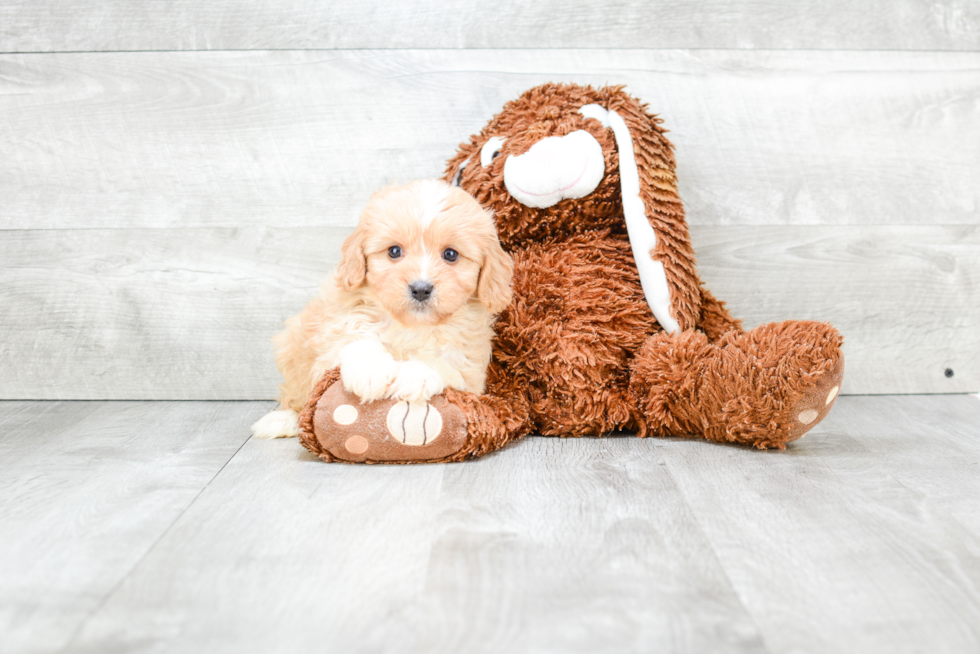 Fluffy Cavachon Designer Pup