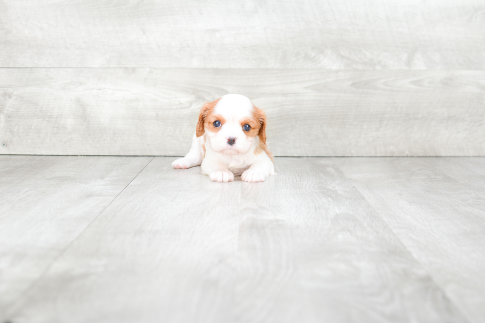 Cavalier King Charles Spaniel Puppy for Adoption