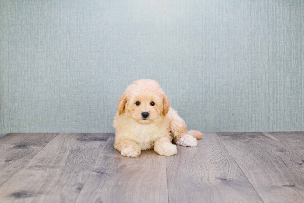 Cute Maltipoo Baby