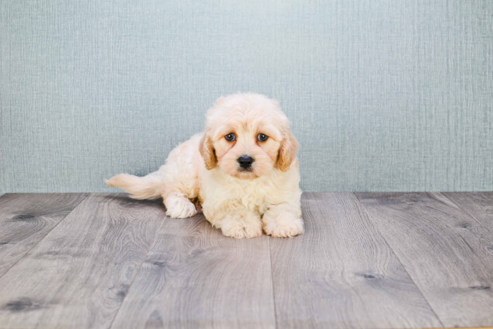 Best Cavachon Baby