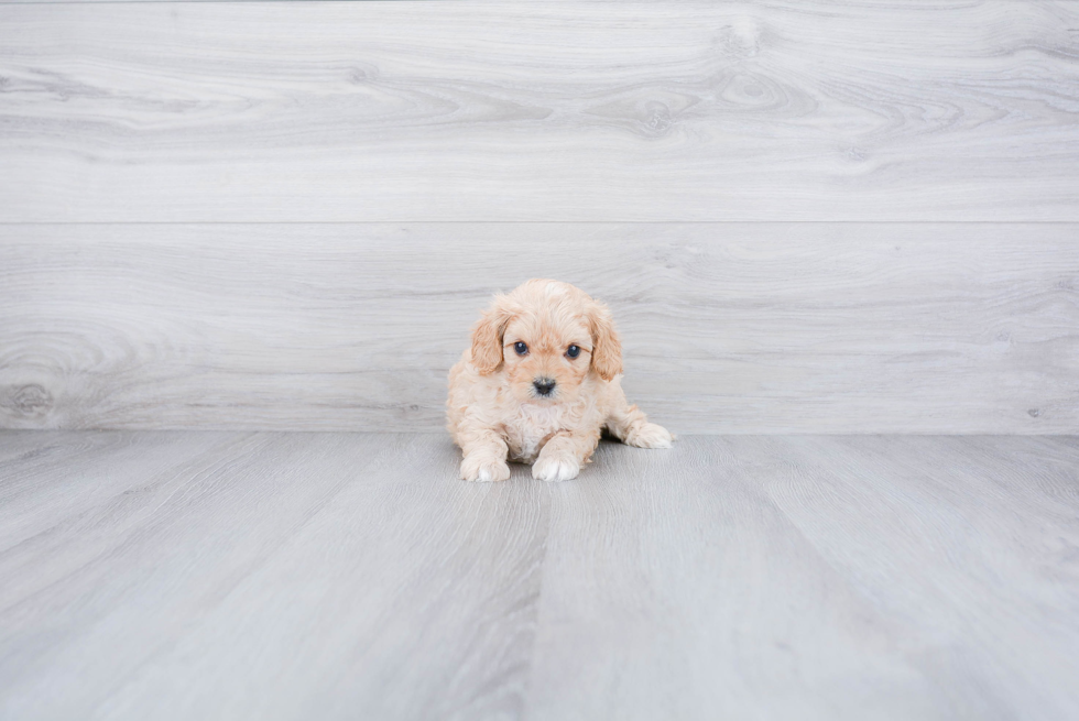 Cavapoo Pup Being Cute