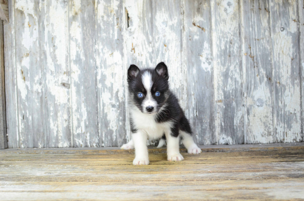 Pomsky Pup Being Cute