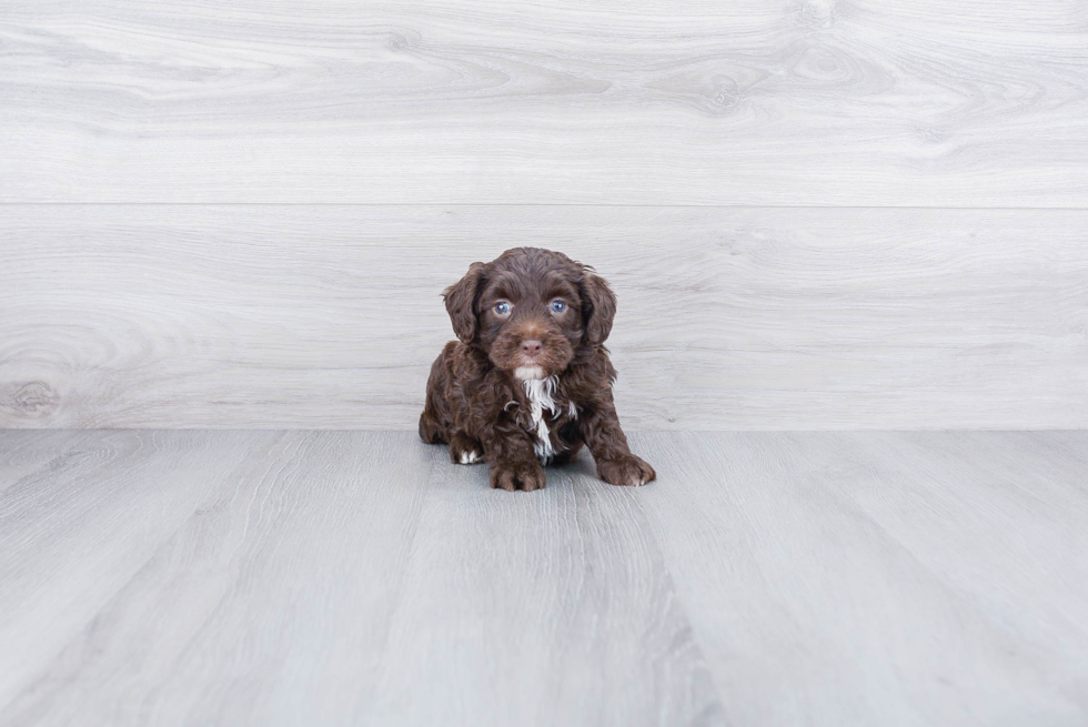 Mini Aussiedoodle Puppy for Adoption