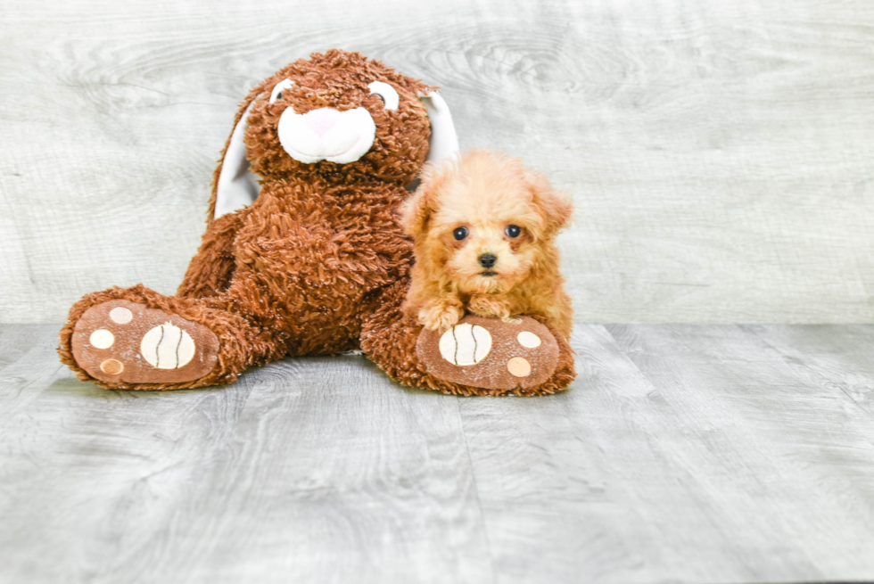 Hypoallergenic Poodle Baby