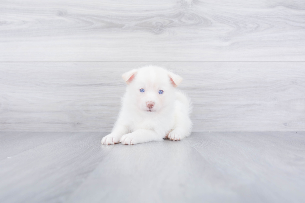 Pomsky Puppy for Adoption