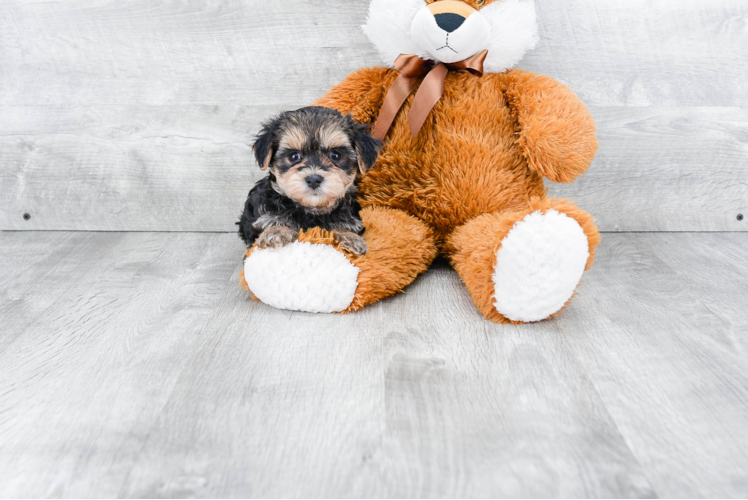 Morkie Pup Being Cute