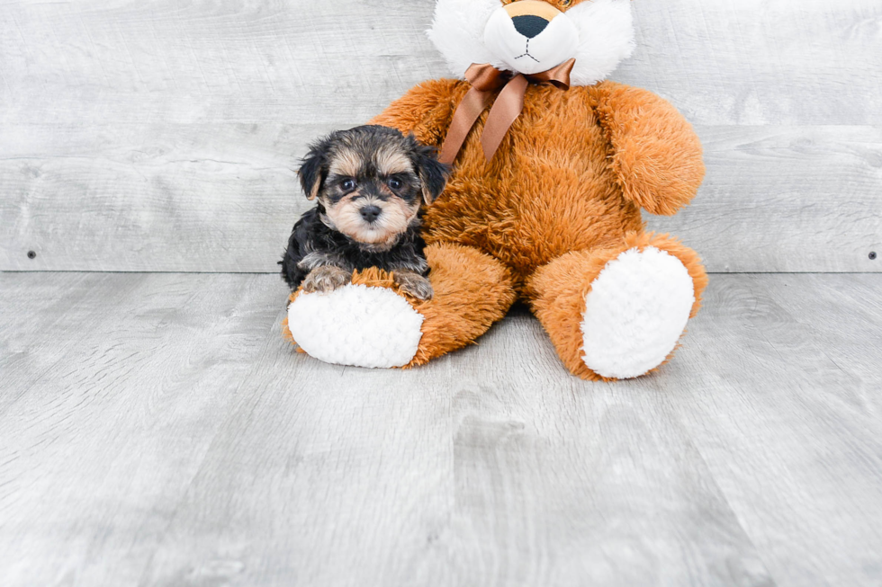 Morkie Pup Being Cute