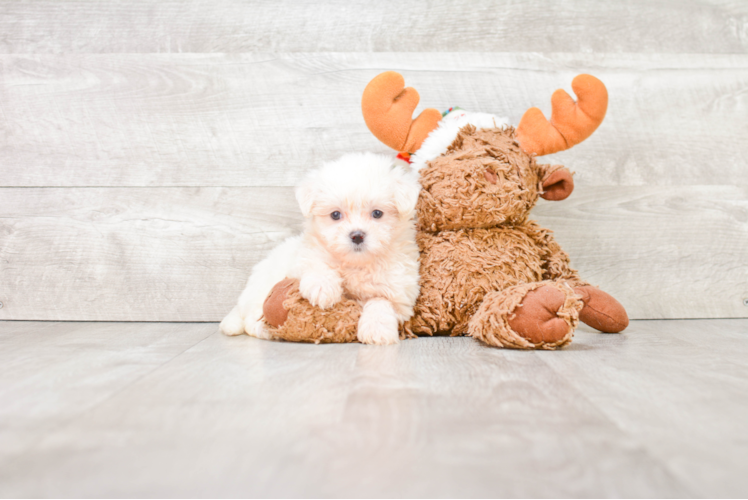 Happy Teddy Bear Baby