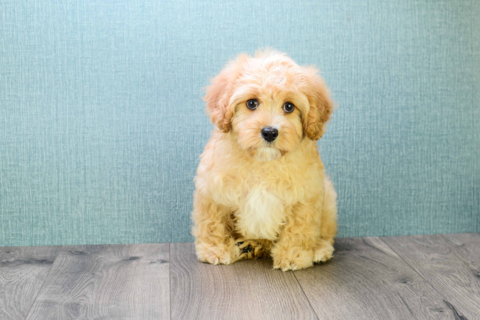 Smart Mini Goldendoodle Poodle Mix Pup