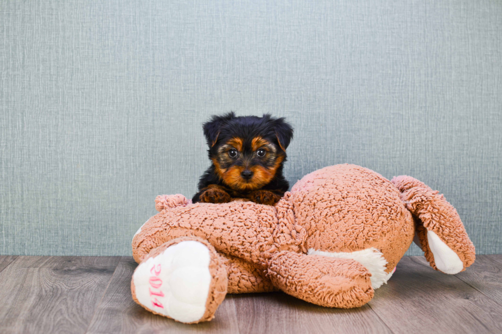 Meet Timmy - our Yorkshire Terrier Puppy Photo 