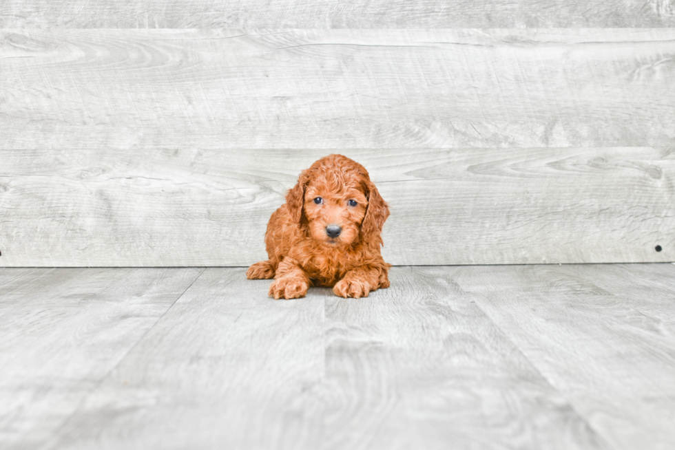 Funny Mini Goldendoodle Poodle Mix Pup