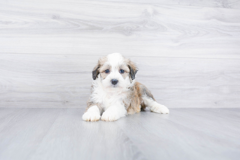 Funny Mini Aussiedoodle Poodle Mix Pup