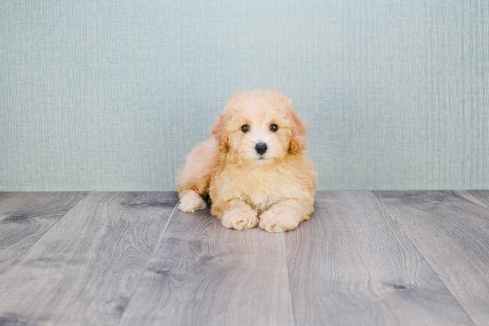 Cavapoo Pup Being Cute