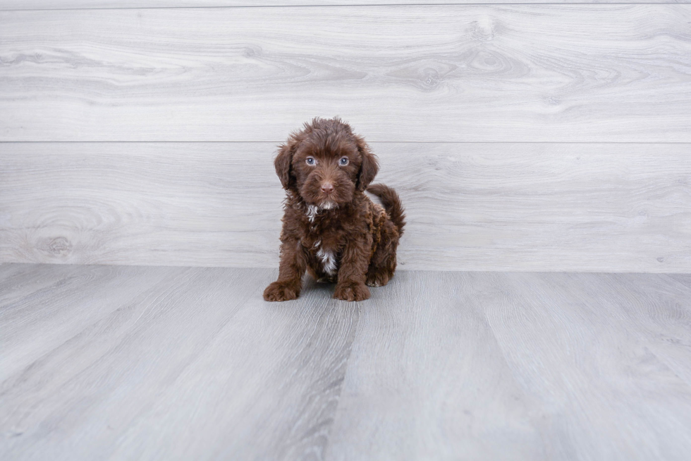 Best Mini Labradoodle Baby