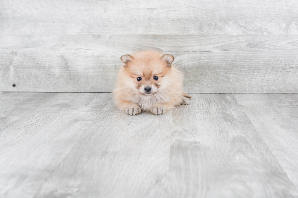 Best Pomeranian Baby