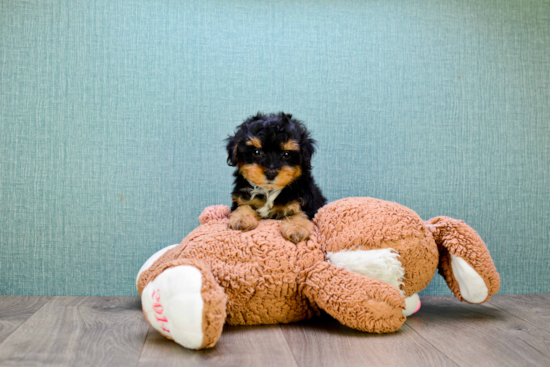 Popular Yorkie Poo Poodle Mix Pup