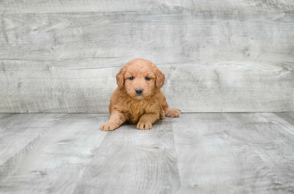 Mini Goldendoodle Puppy for Adoption