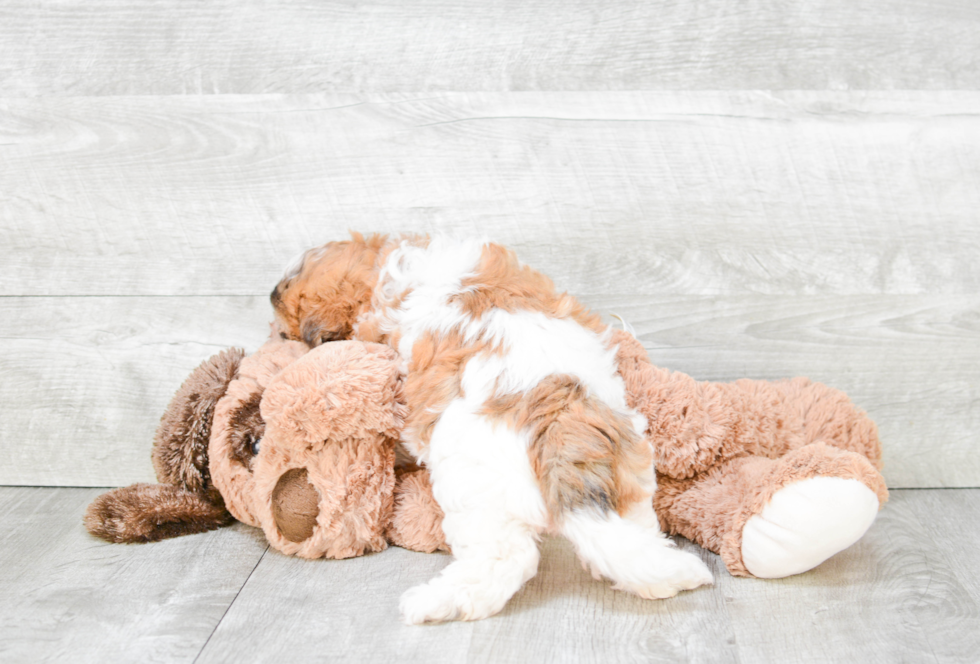 Best Teddy Bear Baby