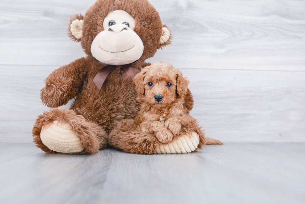 Cavapoo Pup Being Cute