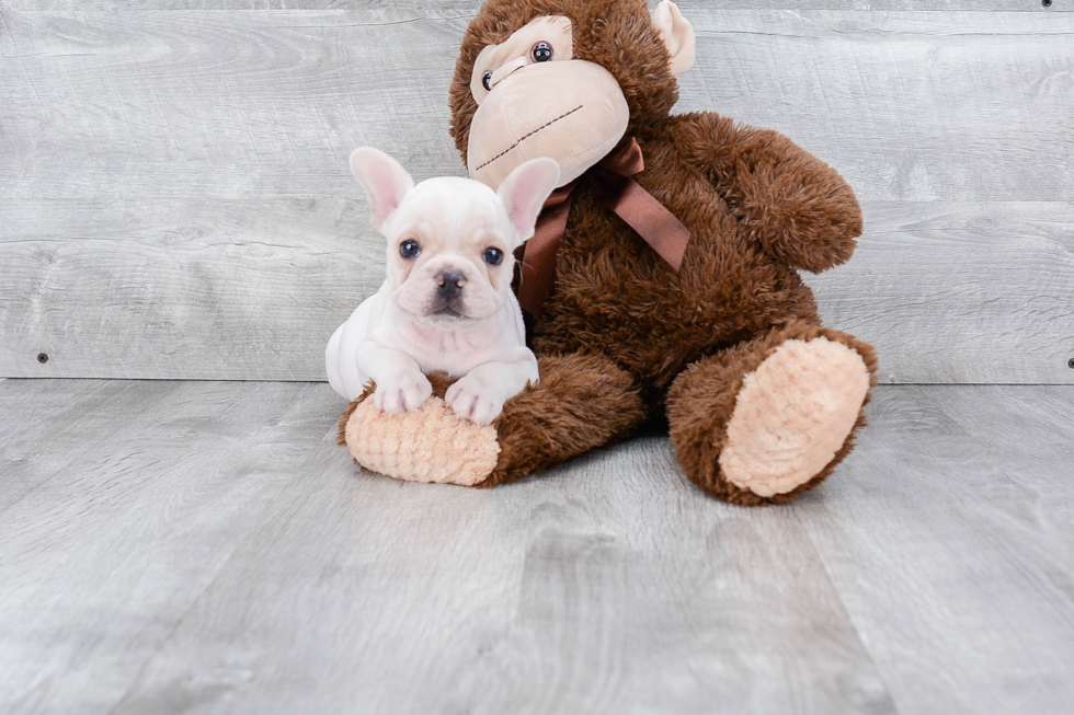 Energetic Frenchie Purebred Puppy