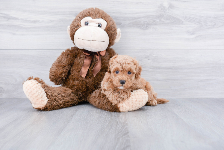 Cavapoo Pup Being Cute