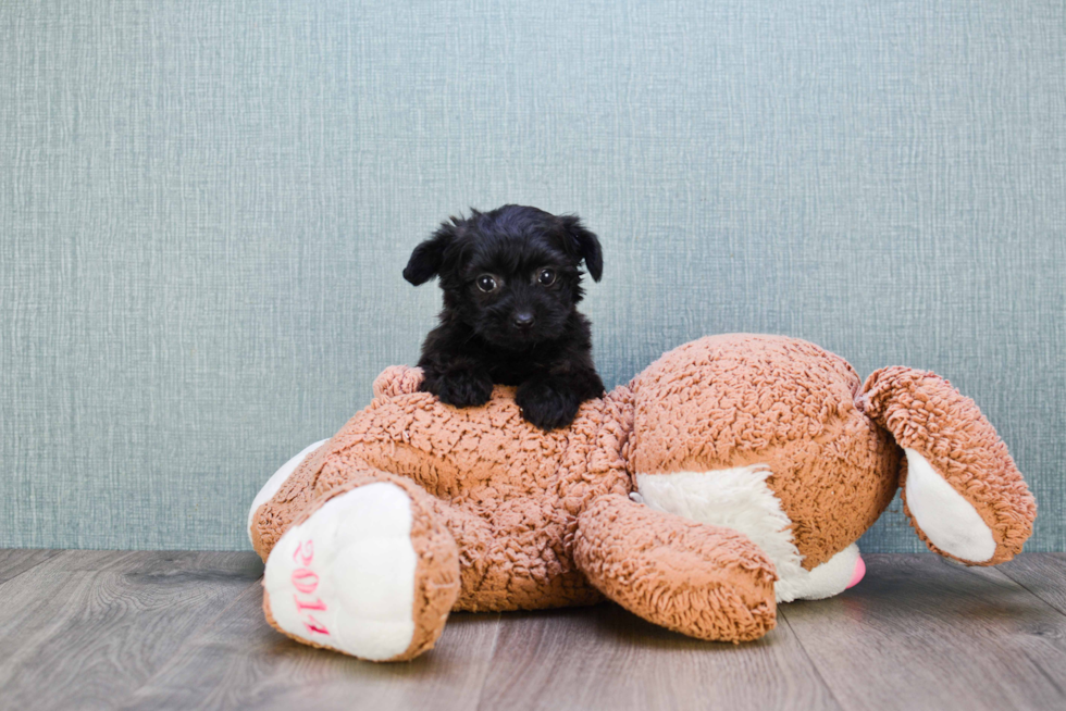 Popular Yorkie Poo Poodle Mix Pup