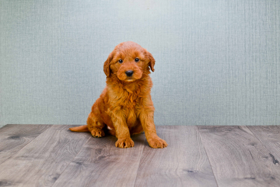 Popular Mini Goldendoodle Poodle Mix Pup