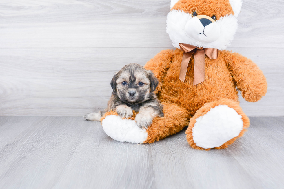 Teddy Bear Pup Being Cute