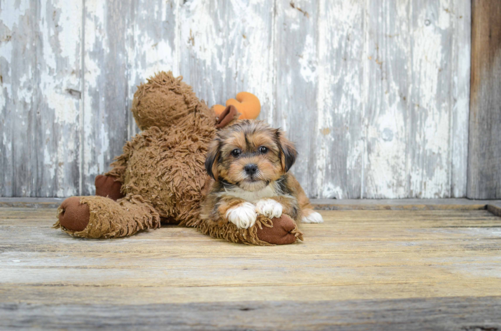 Small Shorkie Baby