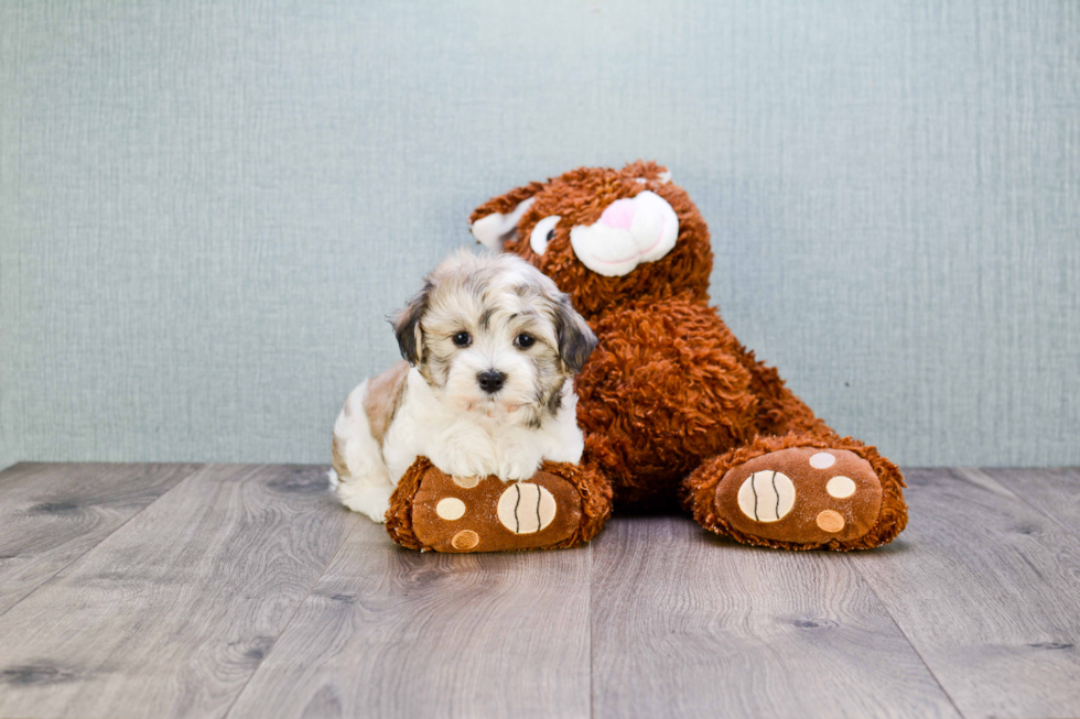 Energetic Yorkie Designer Puppy