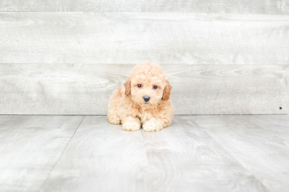 Maltipoo Pup Being Cute