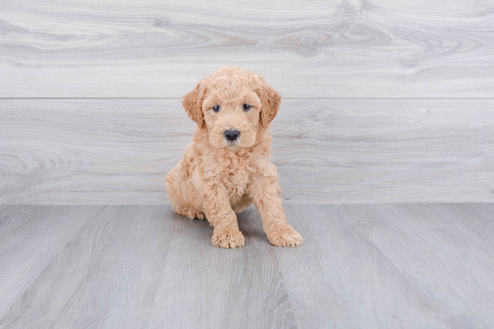 Playful Golden Retriever Poodle Mix Puppy