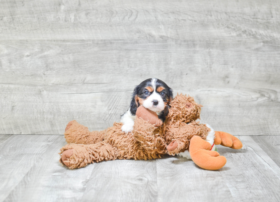 Cavalier King Charles Spaniel Pup Being Cute