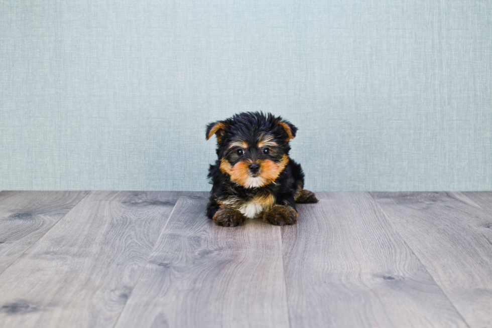 Meet Rihanna - our Yorkshire Terrier Puppy Photo 