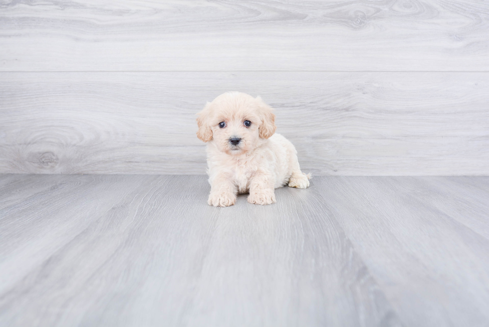 Maltipoo Puppy for Adoption