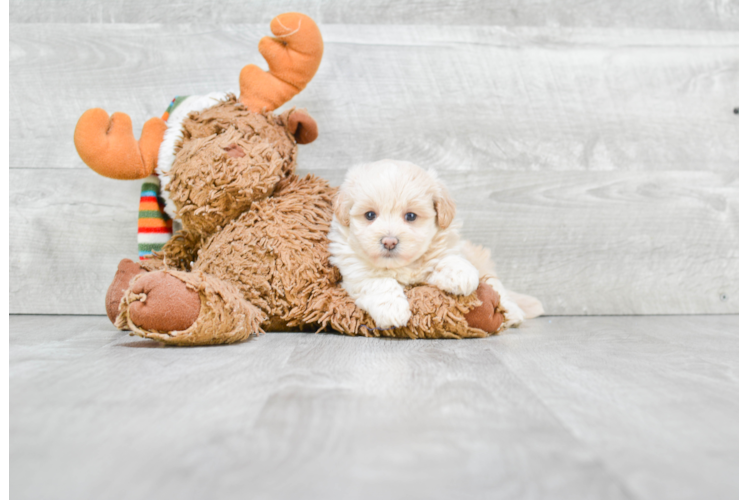 Small Maltipoo Baby