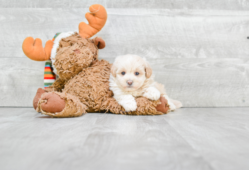 Small Maltipoo Baby