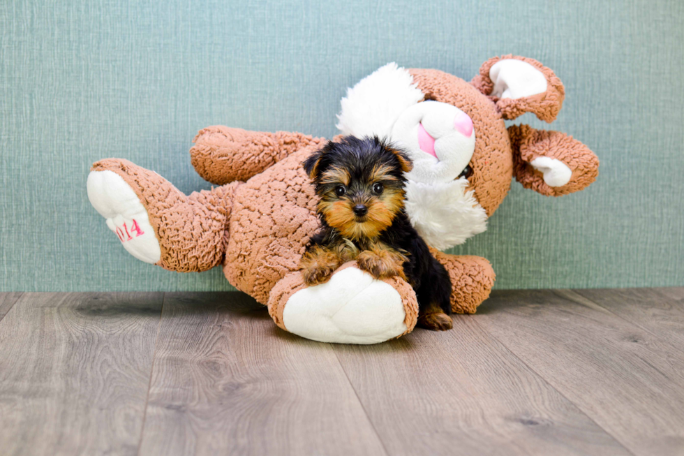 Meet Nugget - our Yorkshire Terrier Puppy Photo 