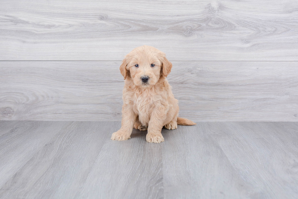 Energetic Golden Retriever Poodle Mix Puppy