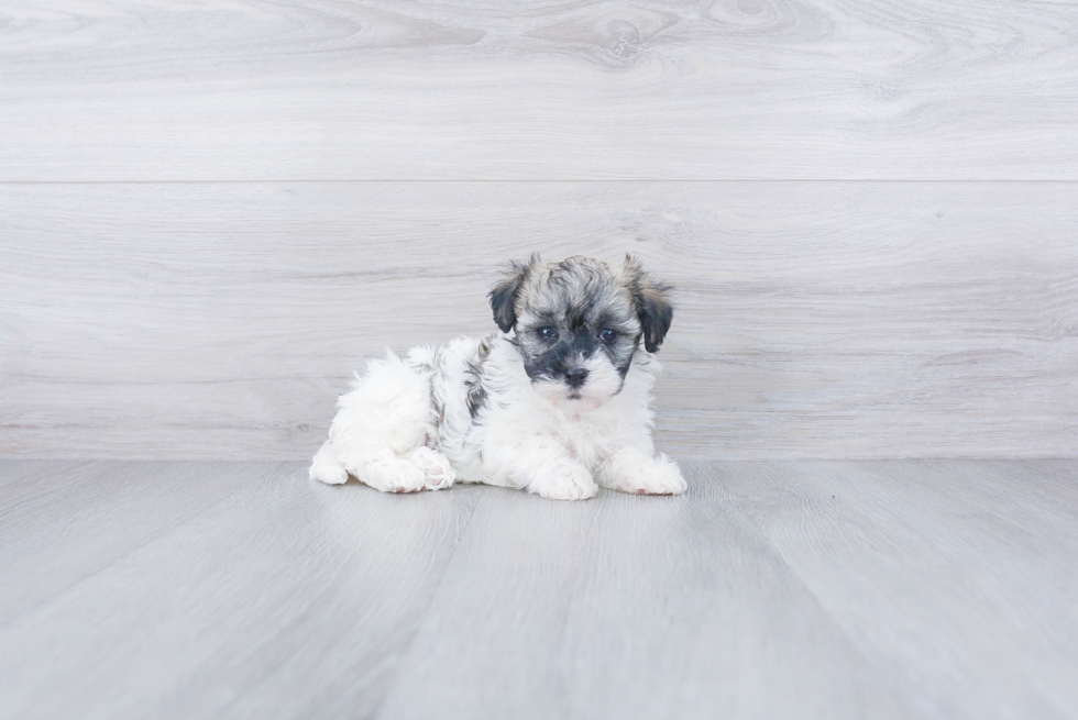 Havanese Puppy for Adoption