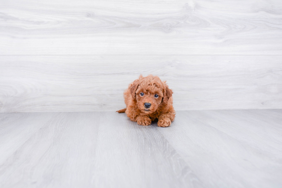 Smart Mini Goldendoodle Poodle Mix Pup