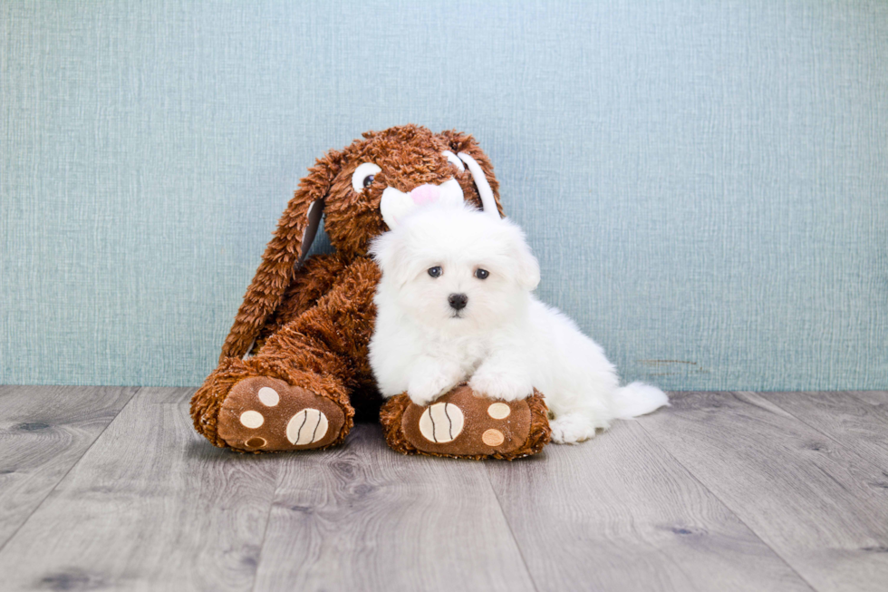 Playful Maltese Purebred Pup