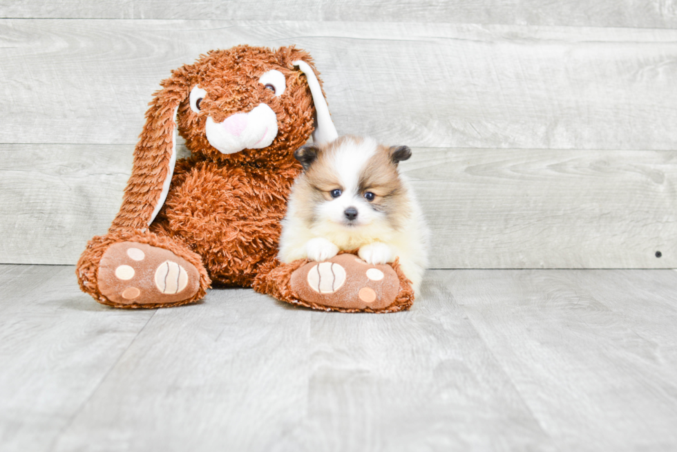 Akc Registered Pomeranian Purebred Pup