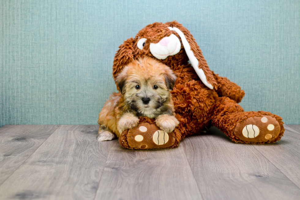 Morkie Pup Being Cute