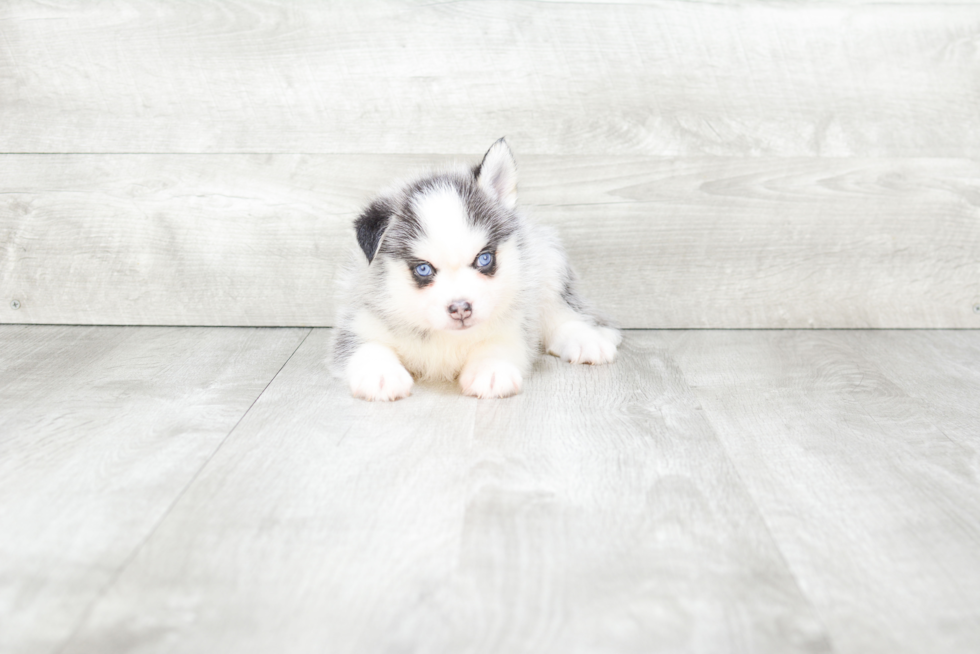 Happy Pomsky Baby