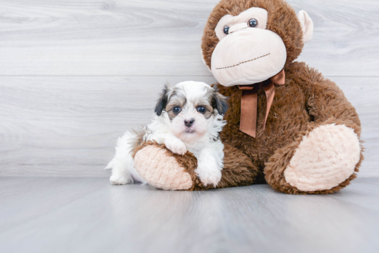 Teddy Bear Pup Being Cute