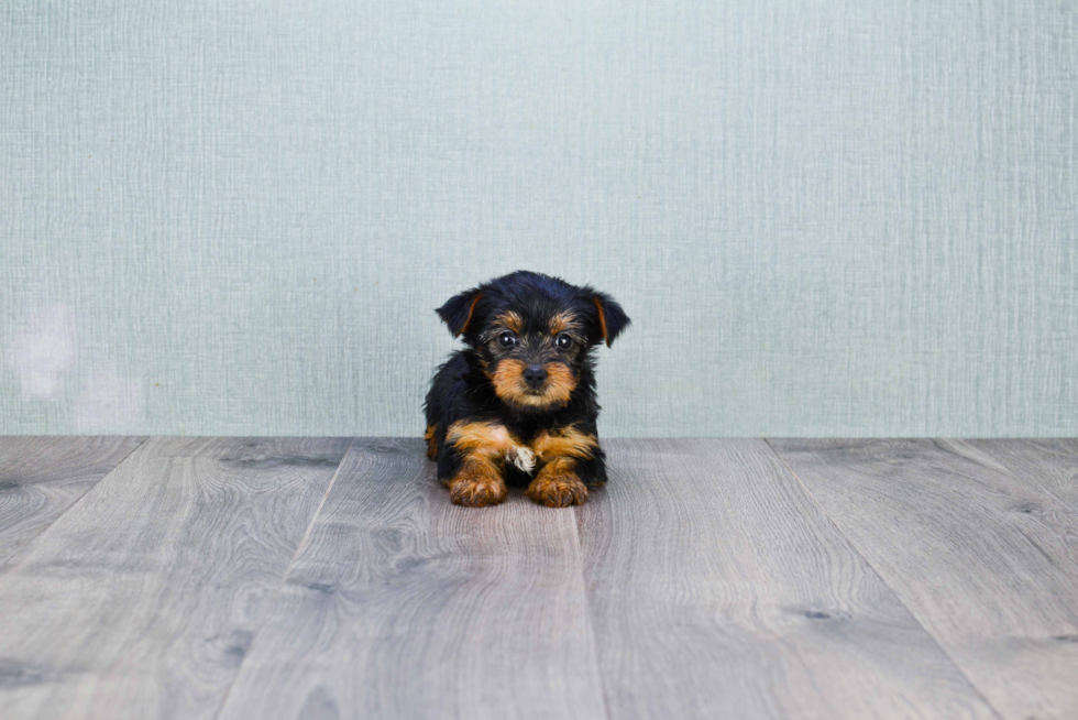 Meet Avery - our Yorkshire Terrier Puppy Photo 