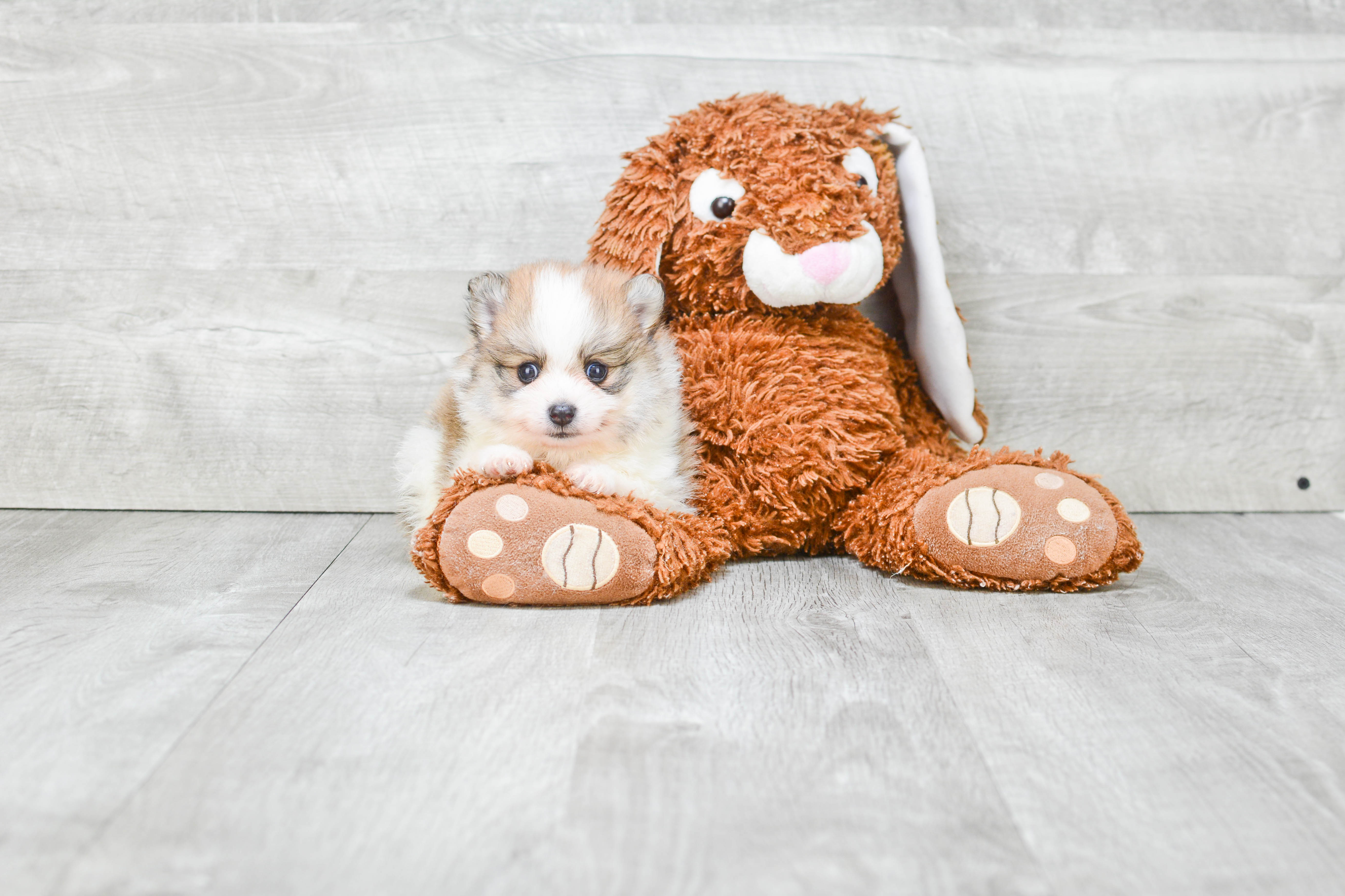 Friendly Pomeranian Purebred Pup